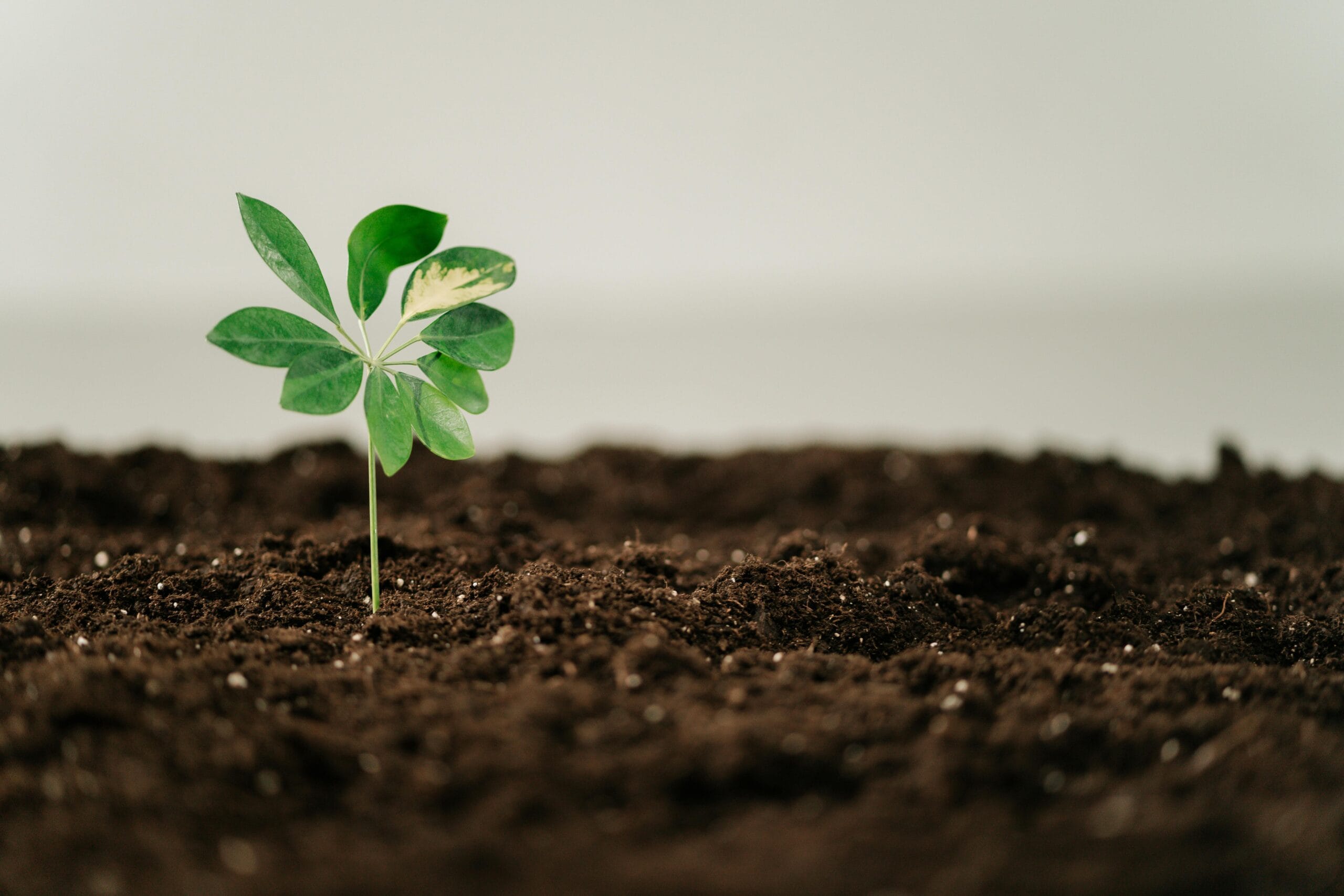 seedling emerging from the dirt