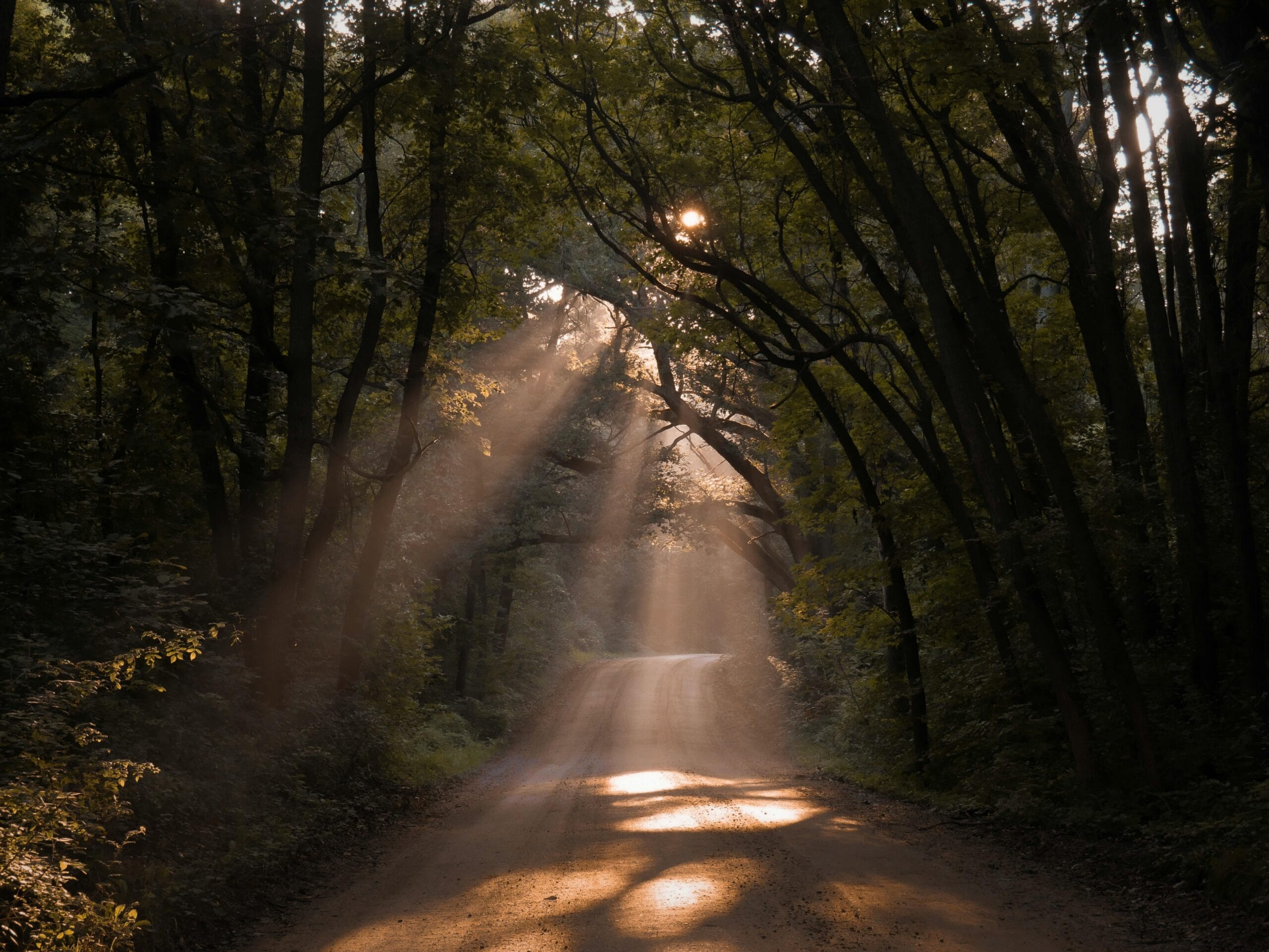 Sunlit forest path with light rays, symbolizing hopeful journey and strategic pathways