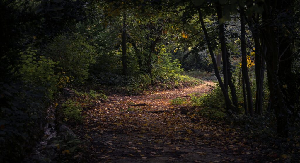 Winding forest path representing leadership journey and thoughtful strategy