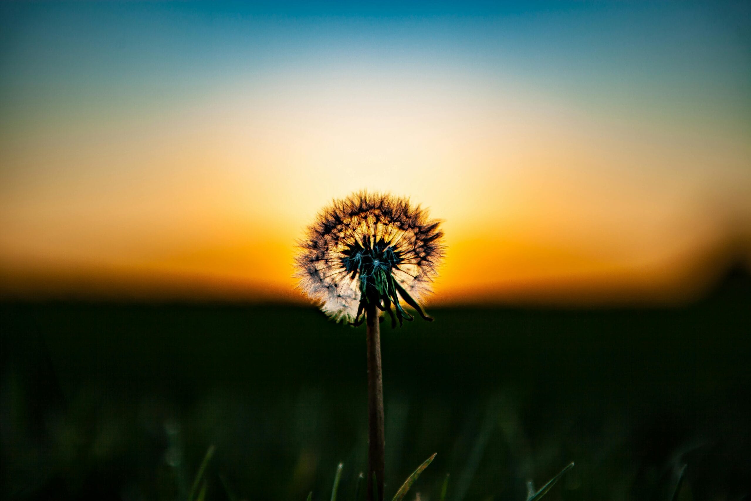 Goals element: dandelion seed head at dusk embodying vision and future direction