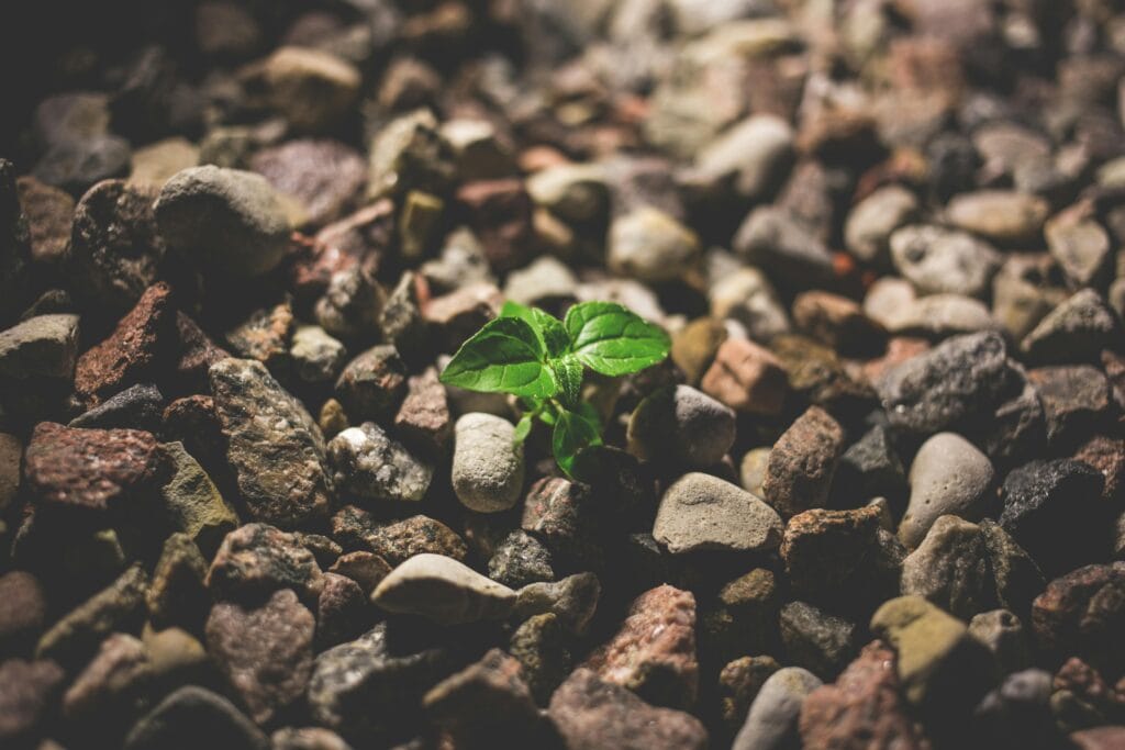 Plant emerging from rocky ground signifying leadership resilience.